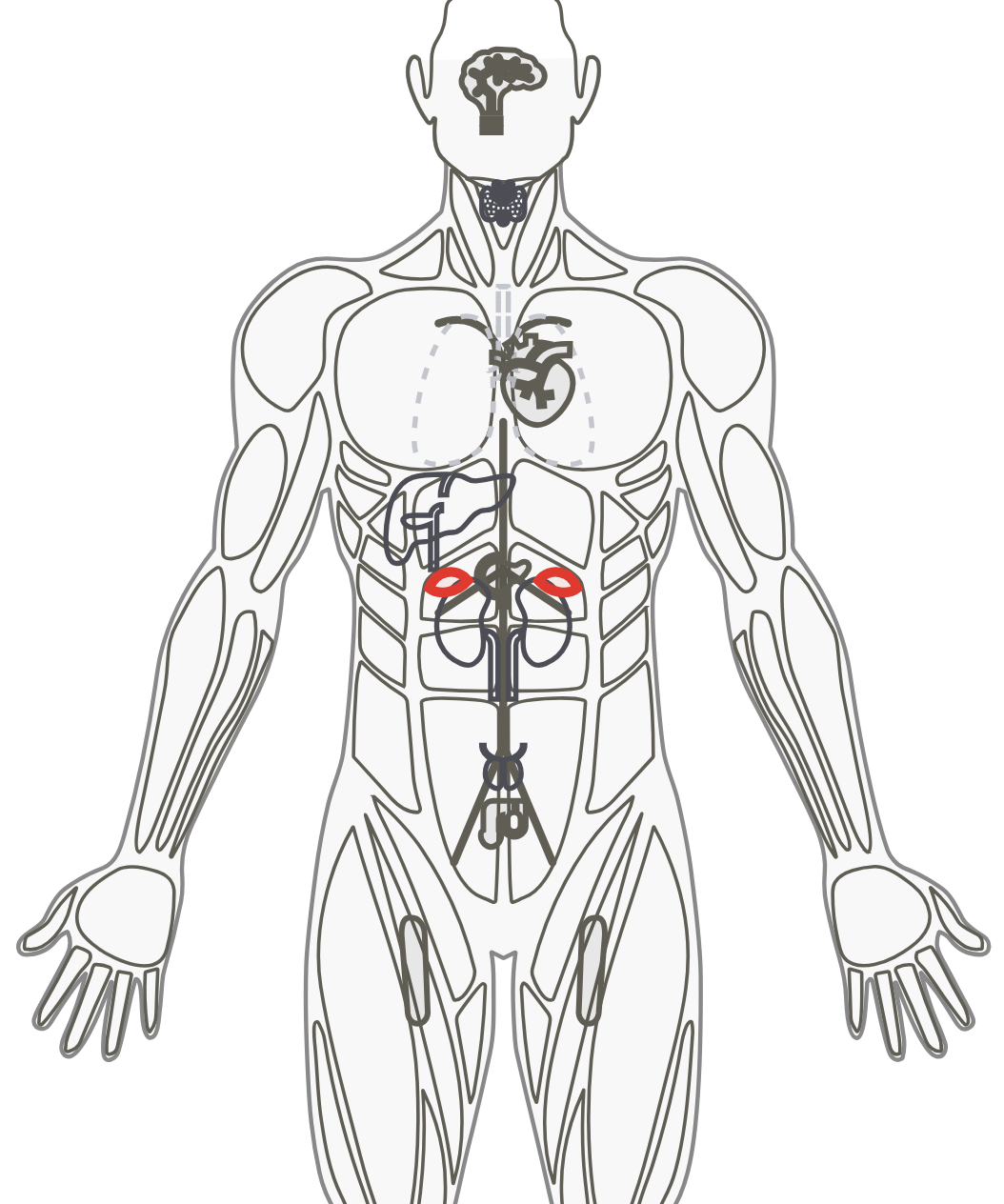 Anatomical illustration of the torso, with the brain, heart, adrenals and kidneys drawn in